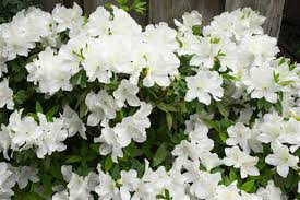 Plants flowers bloom expensive flowers rare flowers unusual plants orchids. A Guide To All Types Of Flowers Different Kinds Of Flowers To Know Gardenerdy