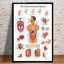 Join the millions of medical professionals, students, and anatomy enthusiasts who use human anatomy atlas to see inside and better understand the human body! Hd Wall Art Human Body Anatomy Poster Anatomie System Chart Body Map Canvas Painting Picture Print Decorative Home Decor Easymartz