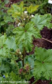 Image result for Malva verticillata