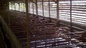Ukuran kandang bebek pembesaran (2 minggu sampai panen) yaitu 3m x 5m untuk 100 ekor. Berapa Ukuran Kandang Bebek Pedaging 100 Ekor