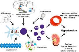 Hypertension And Osteoporosis Common Pathophysiological Mechanisms Sciencedirect