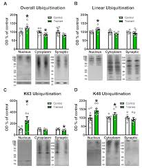 Funktionsstörungen des proteasoms können zu schweren beeinträchtigungen des angeborenen immunsystems führen. Quantifying Subcellular Ubiquitin Proteasome Activity In The Rodent Brain Protocol Translated To German