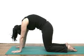 How To Do Cat Cow Stretch Chakravakasana In Yoga Cat Cow Pose Cat Allergies Cat Pose