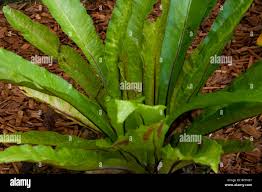 Image result for Asplenium barteri