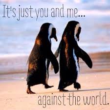 I've never been in love, but if a penguin can find a soul mate, i'm sure i can, too. Penguin Love Quotes Quotesgram