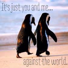 See more ideas about penguin love, penguin love quotes, penguins. Penguin Love Quotes Quotesgram