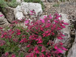 Cottage garden flowers margery fish. Penstemon Six Hills At Old Court Nurseries Cottage Garden Flowers Wild Flowers