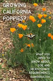 Soil And Microclimate Tips For California Poppy Eschscholzia California Garden Soil California Poppy California Native Garden