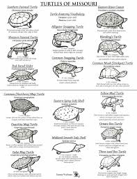If you live in an area where snapping turtles are populous, be very cautious when behind the wheel. Turtles Of Missouri Missouri S Natural Heritage Washington University In St Louis