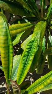 Pin On Gardening