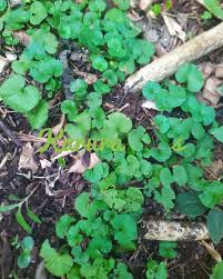 Image result for Strombosia scheffleri