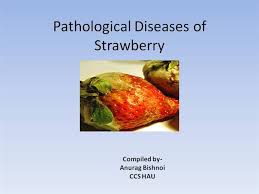 Strawberry Pathology Ppt By Anurag Bishnoi Ccs Hau Authorstream