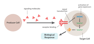 Growth Factors And Cytokines Introduction Abm Inc