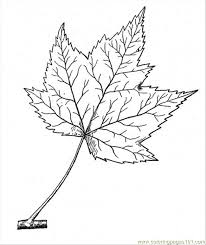 Aspen tree coloring page from aspens category. Maple 11 Coloring Page For Kids Free Trees Printable Coloring Pages Online For Kids Coloringpages101 Com Coloring Pages For Kids