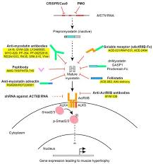 Each human anatomy and physiology problem is tagged down to the core, underlying concept that is being tested. Cells Free Full Text Antimyostatin Treatment In Health And Disease The Story Of Great Expectations And Limited Success Html