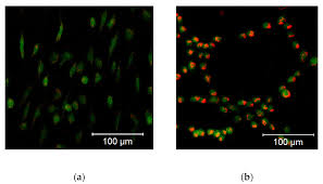 Maybe you would like to learn more about one of these? Pharmaceutics Free Full Text Effect Of Diphenyleneiodonium Chloride On Intracellular Reactive Oxygen Species Metabolism With Emphasis On Nadph Oxidase And Mitochondria In Two Therapeutically Relevant Human Cell Types Html