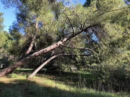 Jun 15, 2021 · pescara, pineta dannunziana in fiamme 15 giugno 2021. Pescara Italia Nostra Su Riserva Naturale Pineta Dannunziana