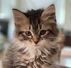 Umbilical hernia arises when a part of a small bowel pushes the abdominal wall which is very close to the navel or the belly button. Umbilical Hernia In A Kitten Seattle Wa Veterinarians Veterinary Hospital Hawthorne Hills Veterinary Hospital Seattle