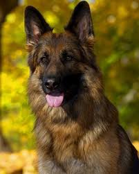 Meet the german shepherd (gsd). Long Coat German Shepherd Puppies For Sale By Mittelwest