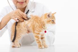 Most bites result in mild symptoms around the area of the bite. Brown Recluse Spider Bite Poisoning In Cats Petmd