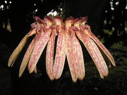 Image result for Bulbophyllum longiflorum