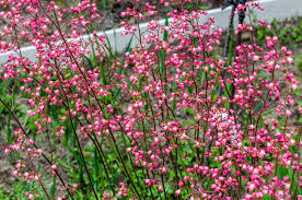 Pink and white petaled flower. Floral Shrub With A Lot Of Small Pink White Flowers In The Shape Stock Photo Picture And Royalty Free Image Image 138734806