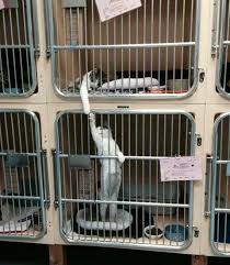 Anlamli Dusundurucu Eglenceli Guzel Komik Konusan Resimler Konusan Resimler Www Kizlarinsirlari Club Animaux Les Plus Mignons Chat
