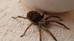Meist ist es aber doch eine harmlose spinnenart. Deutscher Entdeckt Grosse Spinne In Mallorca Garten