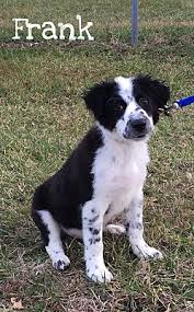 Maybe you would like to learn more about one of these? Cincinnati Oh Border Collie Meet Frank A Pet For Adoption