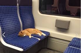 Pin On Mews And Nips Cat Stories Cat Videos And More