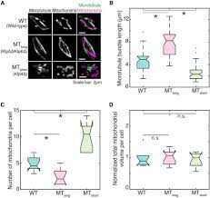 Start studying plant cells and mitochondria. Association Of Mitochondria With Microtubules Inhibits Mitochondrial Fission By Precluding Assembly Of The Fission Protein Dnm1 Journal Of Biological Chemistry