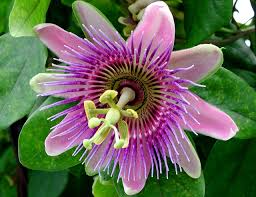 Maybe you would like to learn more about one of these? Passion Fruit Vines Are Available For Sale At World Farm Singapore Too Passion Flower Passion Fruit Flower Blue Passion Flower