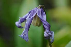 Check spelling or type a new query. Ozawa Blue Clematis Ozawa Blue Online Kaufen