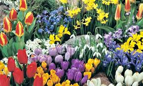 Get the best deals on spring flowering seeds & bulbs. 150 X Traditional Mixed Spring Flowering Bulbs Collection Early Mid Late Flowering Woodland Bulbs
