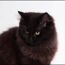 See them here >>>> we raise our texas ragdolls in a clean, loving home environment with room to roam with dogs, cats, chickens, cows, and horses. Ragdoll Cattery Beauty S Solid S Home Facebook