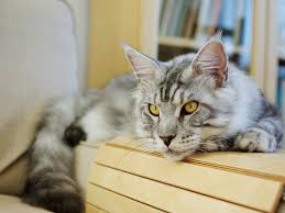 Insulinomas are malignant neoplasms — fast growing cancerous tissue — of the beta cells in the pancreas. How To Treat Pancreatitis In Cats