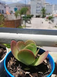 Cotyledon Macrantha Plants Fruit Apple