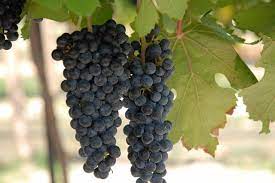 Check spelling or type a new query. Black Spanish Bunch Grape Vine Ison S Nursery Vineyard