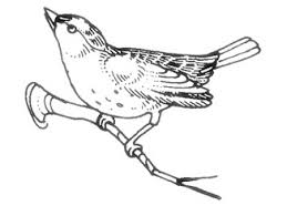 Seperti yang terlihat pada gambar di atas, lovebird dakocan memiliki 3 komponen warna, yaitu warna hitam pekat di bagian kepala dan. Lovebird Manuk Mania