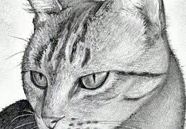 The art of botanical & bird illustration: Draw Realistic Animals Trending Difficulty Any Dragoart Com