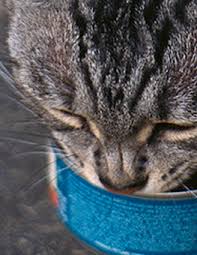 Read on to find out how to keep your kitty's eyes, ears, teeth, skin and fur healthy and clean. Foods To Avoid Giving Your Cat Hartz