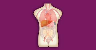 Check spelling or type a new query. Interactive Human Anatomy Figure Internal Organs