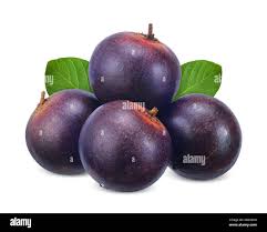 Image result for Flacourtia