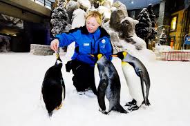 There are many types of penguins, and many places below the equator that they are located (australia, south africa, antartica, and south america). Ski Dubai Penguin Encounter Getaways Travel And Tourism