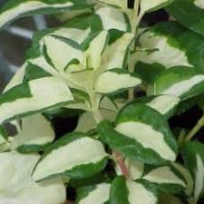 Image result for Vinca major