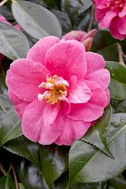 Most gardeners think that spring is the time of year when woody plants flower. Early Spring Flowering Trees And Shrubs Hawkins Landscape Architecture