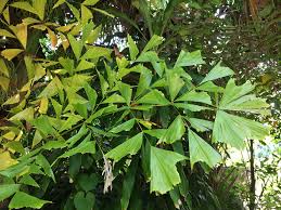 Image result for Caryota