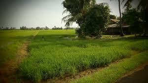 Kejadian itu bagaimanapun sempat dilihat sendiri oleh anggota batalion 8. Tanah Pi Sana Pi Sini