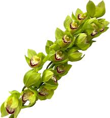 Image result for Monocymbium