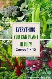 What To Plant In July In Your Vegetable Garden Now Plants Fall Garden Vegetables Veg Garden
